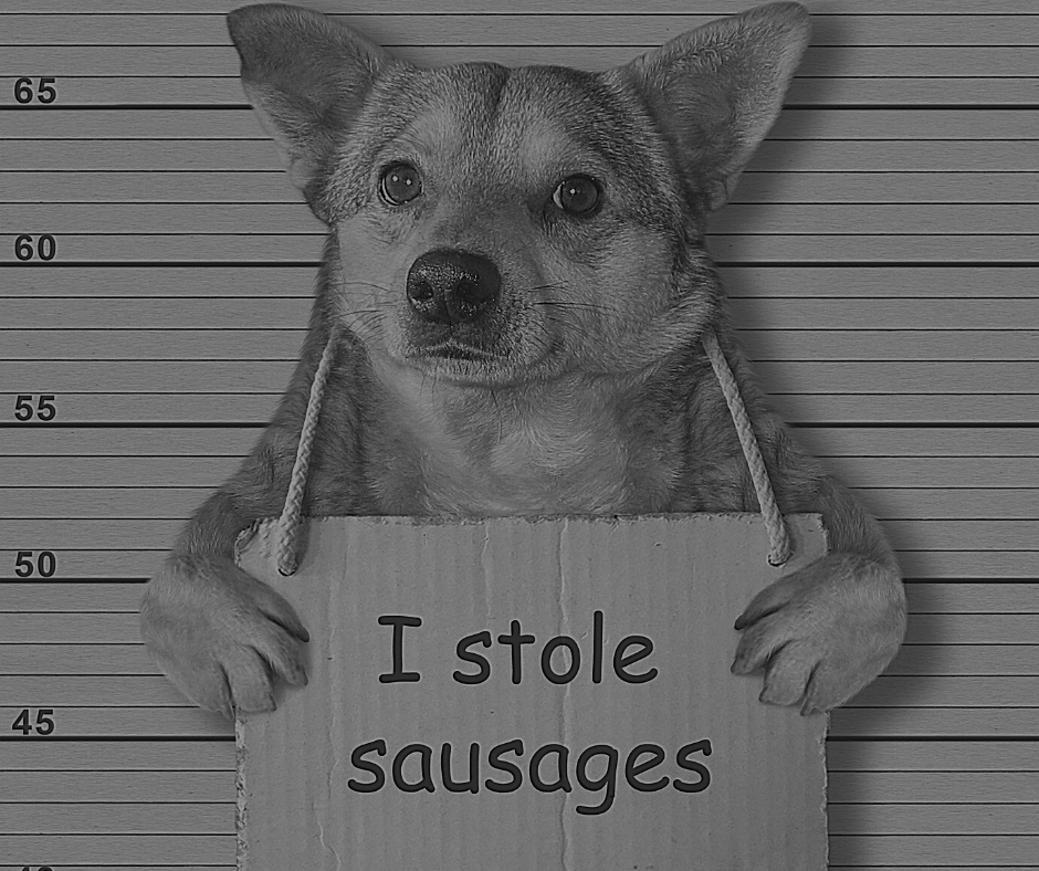 Do You Know All Your Dog Laws? Dog First Aid